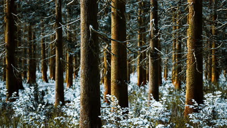 coniferous-forest-illuminated-by-the-winter-morning-sun